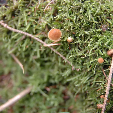 Natur Pur 80 Marlow